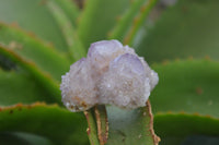 Natural Ametrine Spirit Quartz Clusters and Crystals X 20 From Boekenhouthoek, South Africa