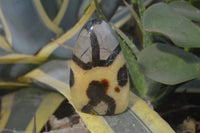 Polished Septerye Standing Free Forms x 4 From Mahajanga, Madagascar