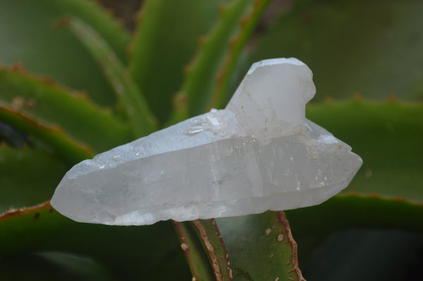 Natural Double Terminated Floater Quartz Crystals x 8 From Madagascar