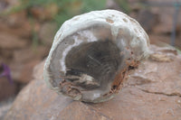 Polished Petrified Wood Branch Pieces X 3 From Gokwe, Zimbabwe