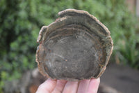 Polished Petrified Wood Branch Pieces X 3 From Gokwe, Zimbabwe