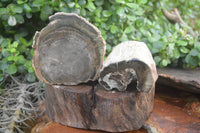 Polished Petrified Wood Branch Pieces X 3 From Gokwe, Zimbabwe