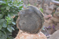 Polished Petrified Wood Branch Pieces X 3 From Gokwe, Zimbabwe