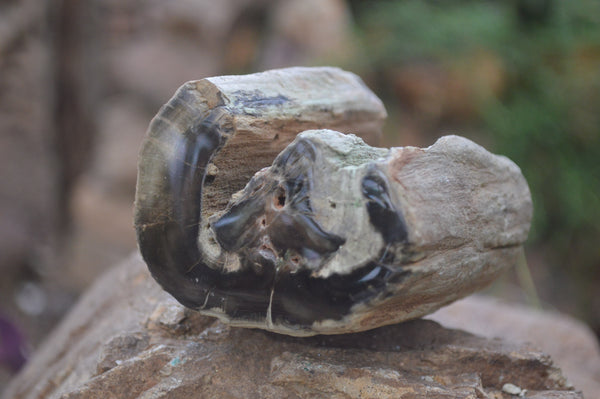 Polished Petrified Wood Branch Pieces X 3 From Gokwe, Zimbabwe