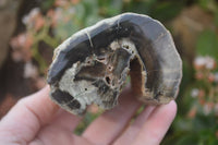 Polished Petrified Wood Branch Pieces X 3 From Gokwe, Zimbabwe