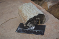 Polished Petrified Wood Branch Pieces X 3 From Gokwe, Zimbabwe