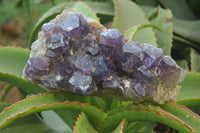 Natural Dark Amethyst Clusters x 2 From Mapatizya, Zambia