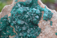 Natural XL Classic Dioptase Specimen x 1 From Tantara, Congo