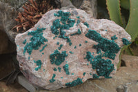 Natural XL Classic Dioptase Specimen x 1 From Tantara, Congo