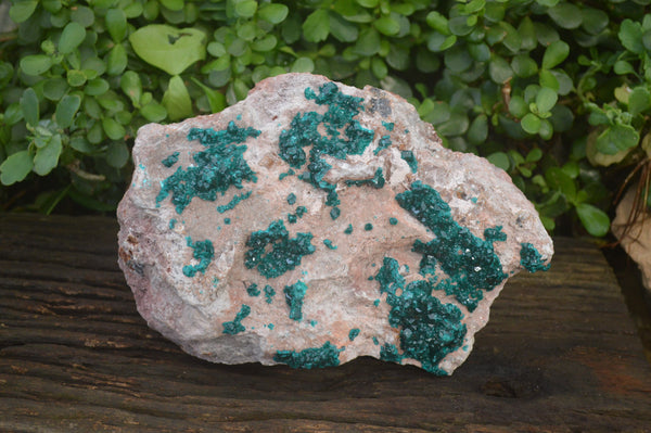 Natural XL Classic Dioptase Specimen x 1 From Tantara, Congo