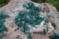 Natural XL Classic Dioptase Specimen x 1 From Tantara, Congo