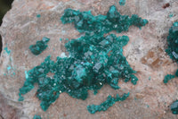 Natural XL Classic Dioptase Specimen x 1 From Tantara, Congo