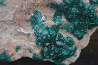 Natural XL Classic Dioptase Specimen x 1 From Tantara, Congo