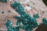 Natural XL Classic Dioptase Specimen x 1 From Tantara, Congo