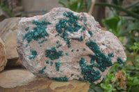 Natural XL Classic Dioptase Specimen x 1 From Tantara, Congo