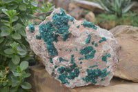 Natural XL Classic Dioptase Specimen x 1 From Tantara, Congo