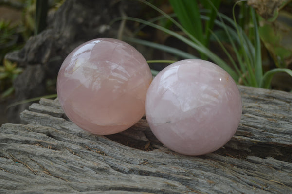 Polished Star Rose Quartz Spheres x 2 From Madagascar