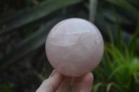 Polished Star Rose Quartz Spheres x 2 From Madagascar