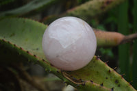 Polished Star Rose Quartz Spheres x 2 From Madagascar