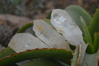 Natural Quartz Crystals x 20 From Mpika, Zambia