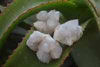 Natural Pale Ametrine Spirit Quartz Clusters x 20 From Boekenhouthoek, South Africa