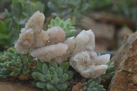 Natural Pale Ametrine Spirit Quartz Clusters x 20 From Boekenhouthoek, South Africa