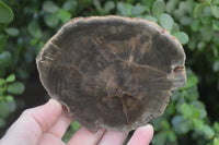 Polished Petrified Wood Branch Pieces x 6 From Gokwe, Zimbabwe