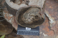 Polished Petrified Wood Branch Pieces x 6 From Gokwe, Zimbabwe