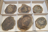 Polished Petrified Wood Branch Pieces x 6 From Gokwe, Zimbabwe