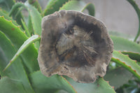 Polished Petrified Wood Branch Pieces x 6 From Gokwe, Zimbabwe