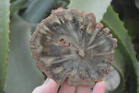 Polished Petrified Wood Branch Pieces x 6 From Gokwe, Zimbabwe