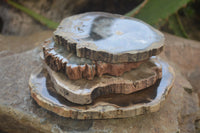 Polished Petrified Wood Branch Pieces x 6 From Gokwe, Zimbabwe