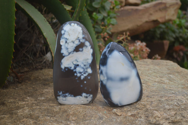 Polished Snow Orca Agate Standing Free Forms x 2 From Madagascar