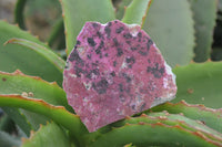 Natural Salrose Cobaltion Dolomite Specimens x 12 From Kakanda, Congo