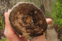 Polished on One Side Petrified Wood Branch Pieces x 3 From Gokwe, Zimbabwe