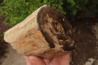 Polished on One Side Petrified Wood Branch Pieces x 3 From Gokwe, Zimbabwe