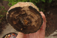 Polished on One Side Petrified Wood Branch Pieces x 3 From Gokwe, Zimbabwe