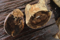 Polished on One Side Petrified Wood Branch Pieces x 3 From Gokwe, Zimbabwe