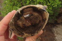 Polished on One Side Petrified Wood Branch Pieces x 3 From Gokwe, Zimbabwe