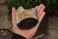 Polished on One Side Petrified Wood Branch Pieces x 3 From Gokwe, Zimbabwe