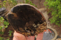 Polished on One Side Petrified Wood Branch Pieces x 3 From Gokwe, Zimbabwe