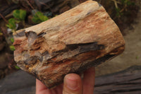 Polished on One Side Petrified Wood Branch Pieces x 3 From Gokwe, Zimbabwe