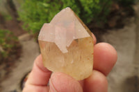 Natural Citrine Single Crystals x 20 From Luena, Congo