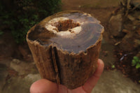 Polished Petrified Wood Branch Pieces x 3 From Gokwe, Zimbabwe