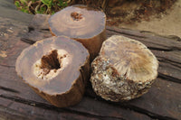 Polished Petrified Wood Branch Pieces x 3 From Gokwe, Zimbabwe