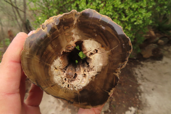 Polished Petrified Wood Branch Pieces x 3 From Gokwe, Zimbabwe