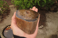 Polished Petrified Wood Branch Pieces x 3 From Gokwe, Zimbabwe