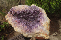 Natural Zululand Dark Amethyst Geode x 1 from Jozini, South Africa