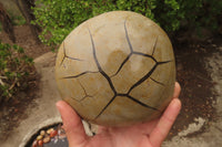 Polished Septerye Sauvage "Dragons Egg" Standing Free Form x 1 From Madagascar