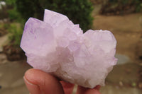 Natural Ametrine Spirit Quartz Specimens x 24 From Boekenhouthoek, South Africa